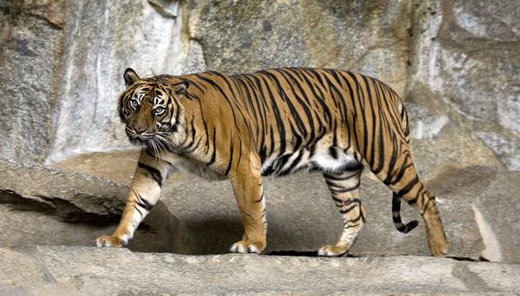 El animal fue entregado por las autoridades a la Oficina de Biodiversidad de Francia. Según el Fondo Mundial para la Naturaleza, en todo el mundo solo hay 400 ejemplares de esta raza de tigre.