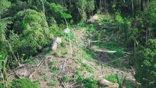 Ucayali: Poblaciones indígenas denuncian deforestación de bosques