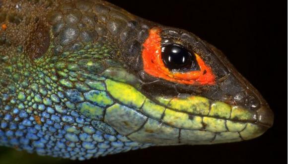 Parque Nacional del Manu: Confirman hallazgo de nueva especie de lagartija 