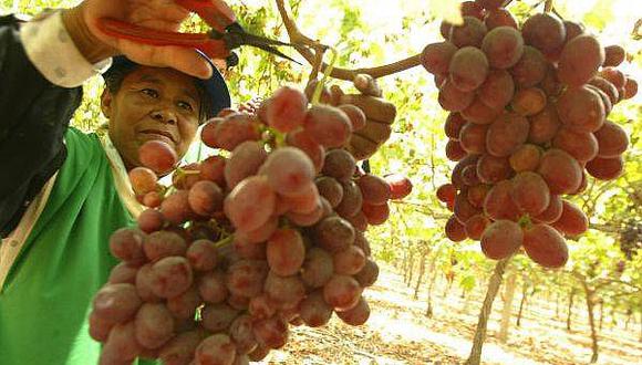 Uvas: Perú se consolida como el quinto mayor productor 