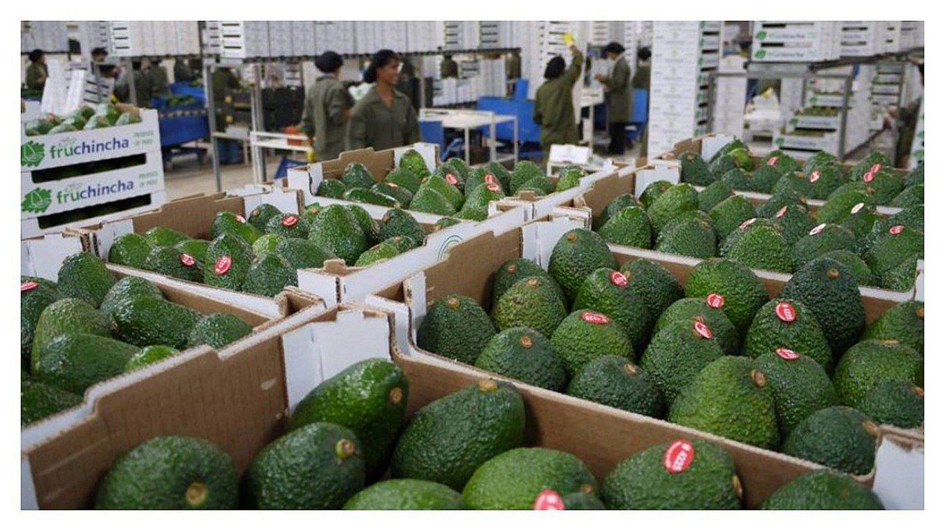 Estados Unidos paga muy bien por la palta peruana