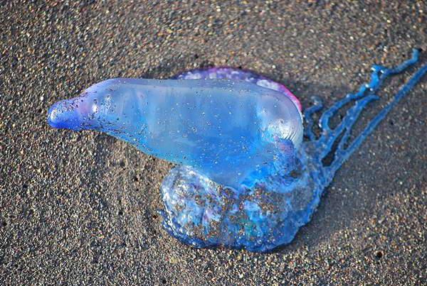 ¿Por qué es peligroso ver esta medusa azul en la playa? (VIDEO)