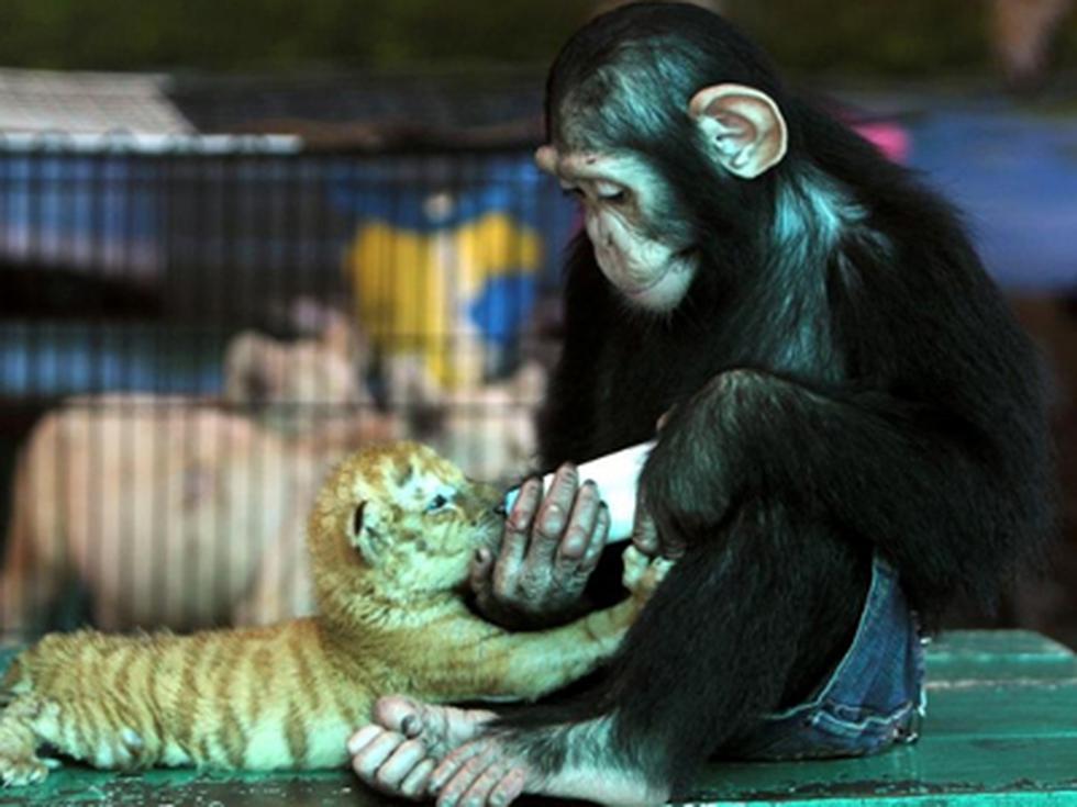 Tailandia: Chimpancé alimenta a tigre bebé 