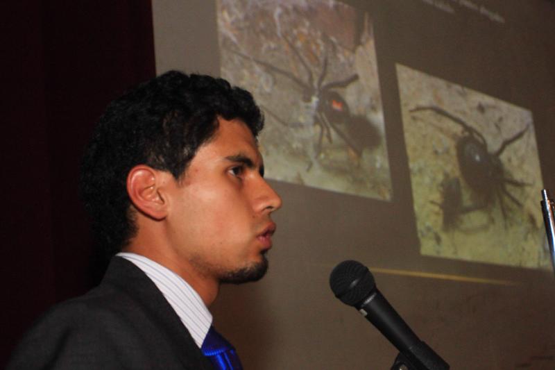 Arañas asesinas en Arequipa 