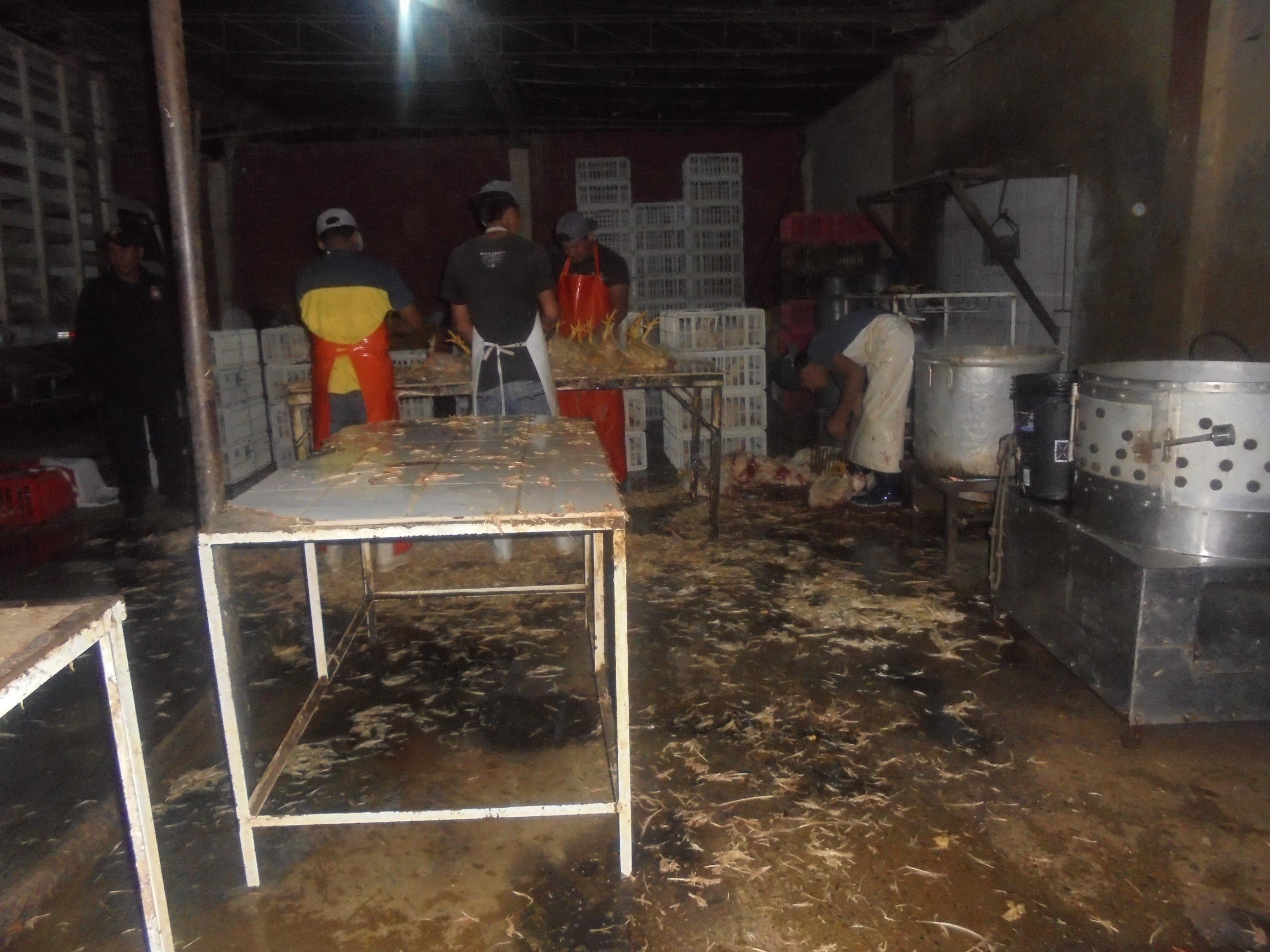 Piura: Comuna interviene camales clandestinos