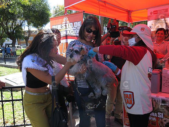 Rabia canina: Hay 220 mil vacunas en Arequipa para proteger a animales