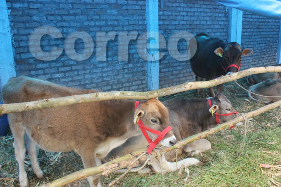 Artesanos jaujinos presentan el cucharón más grande del mundo (FOTOS)