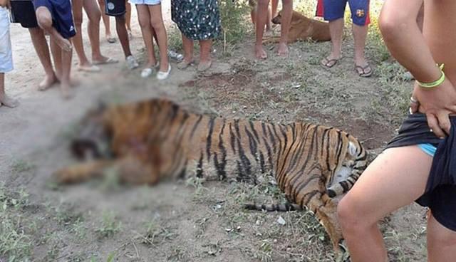 Tigre de Bengala apareció de la nada en municipio argentino