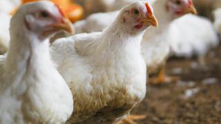 Un millón y medio de pollos menos produce la región La Libertad