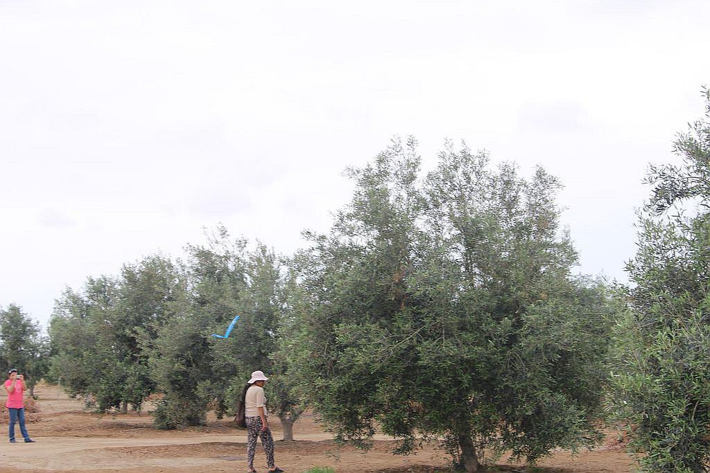 Hortensia destruye el 40% del olivo en La Yarada Los Palos