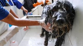 Limeños destinan en promedio un presupuesto mensual de S/ 300 en sus mascotas