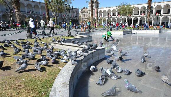 Essalud advierte que heces de palomas ocasionaría asma y bronquitis crónica