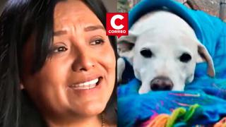 Surquillo: Perro de 13 años termina muerto en veterinaria por golpes en la cabeza