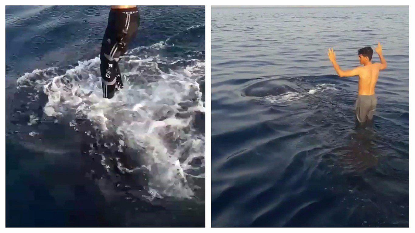 Irán: Pescadores son criticados por "surfear" sobre un tiburón ballena