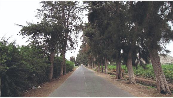 Serfor evaluará 35 árboles antiguos en ingreso a cementerio  