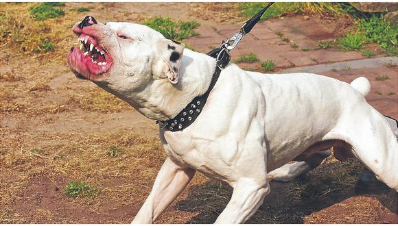 En la región Junín registran ​9426 personas mordidas por canes en dos años