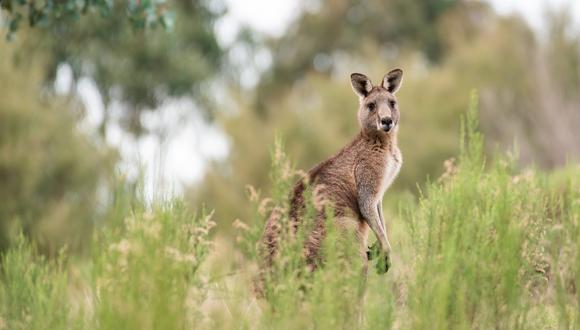 Todo indica, según las autoridades, que el animal sería un canguro salvaje que “era mantenido como mascota por el hombre herido”, pese a que la ley australiana cuenta con restricciones y regulaciones. (Foto referencial: Pixabay)