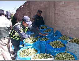 Venta ilegal de hoja de coca preocupa cada vez más