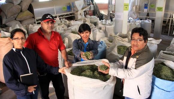 Exportan orégano orgánico de Torata a España