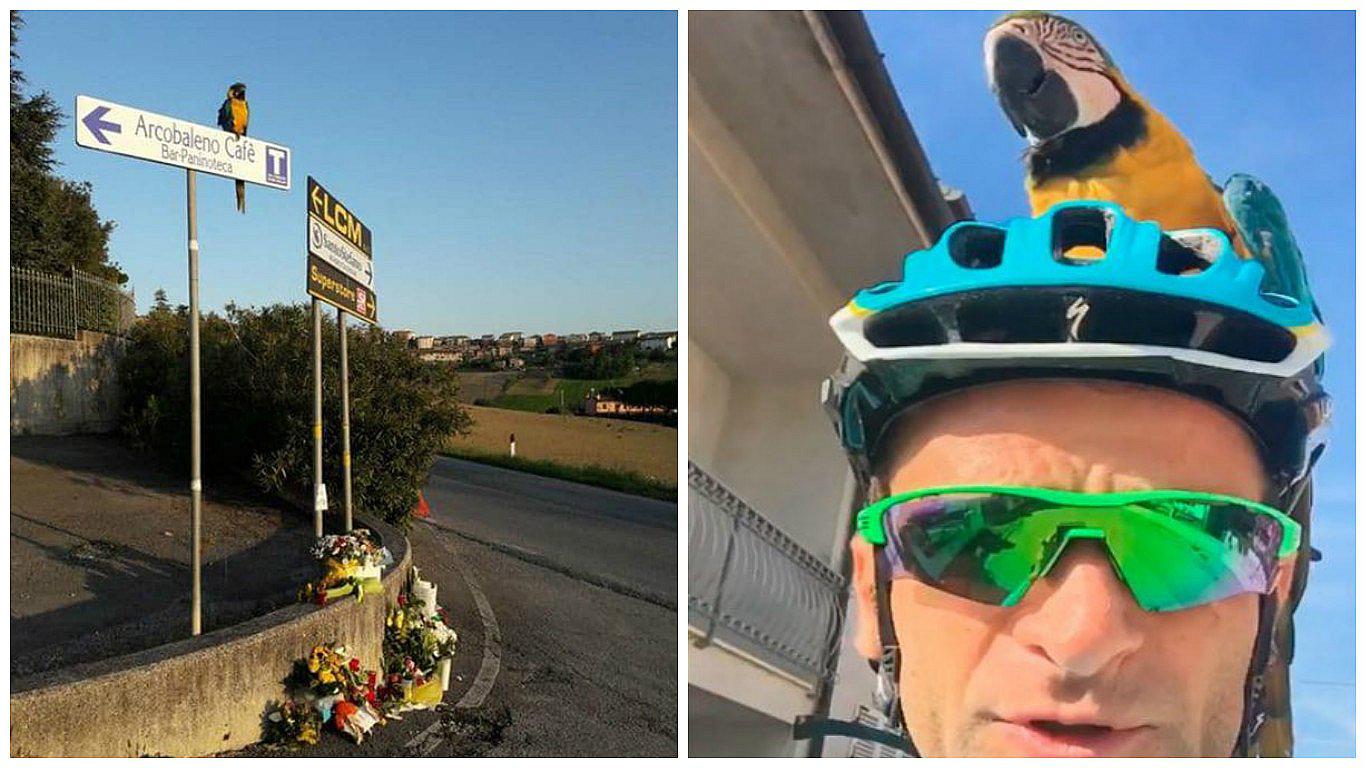 ​Twitter: loro que entrenaba con fallecido ciclista Michele Scarponi aún lo espera en el lugar de la tragedia