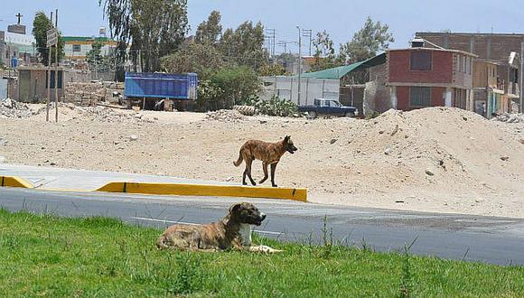 Campaña contra la rabia canina en Cayma dará comienzo en mayo