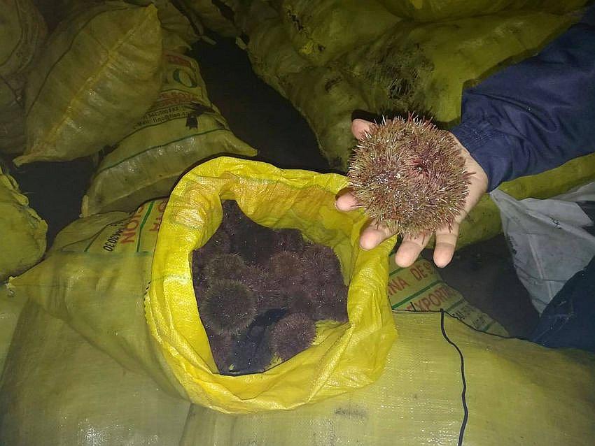 Depredación de erizo en costas de Islay -  Matarani