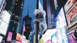 Koalas de peluche son colocados en postes de Nueva York en solidaridad con Australia