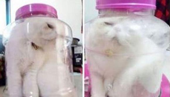 Joven metió su gato en un frasco y lo publicó en Facebook