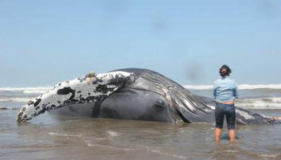 Mar varó una enorme ballena en Santa Rosa