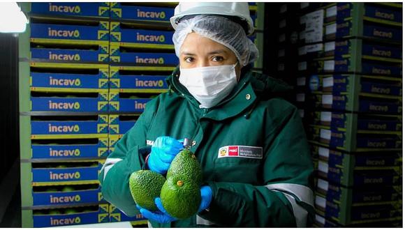 Industria mexicana preparará guacamole con palta de Lambayeque y La Libertad 