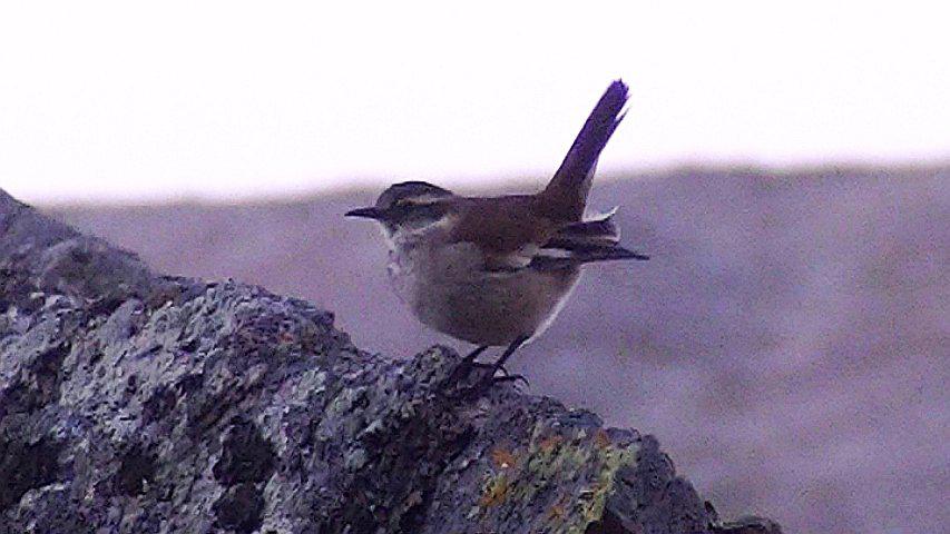 Ave en peligro de extinción fue avistado en el Huaytapallana 
