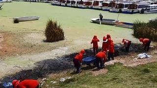 Sacan lenteja de agua de la bahía de Puno 