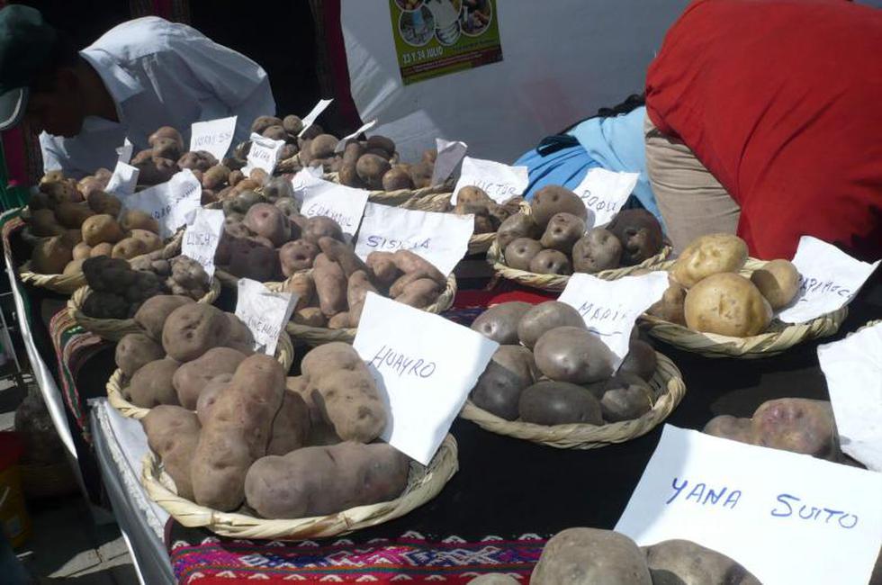 Ayacucho es región papera con más de 22 mil hectáreas