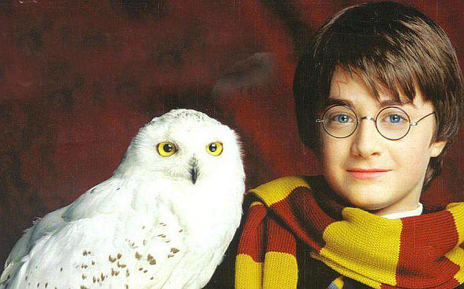 Harry Potter, el gran culpable del tráfico ilegal de lechuzas