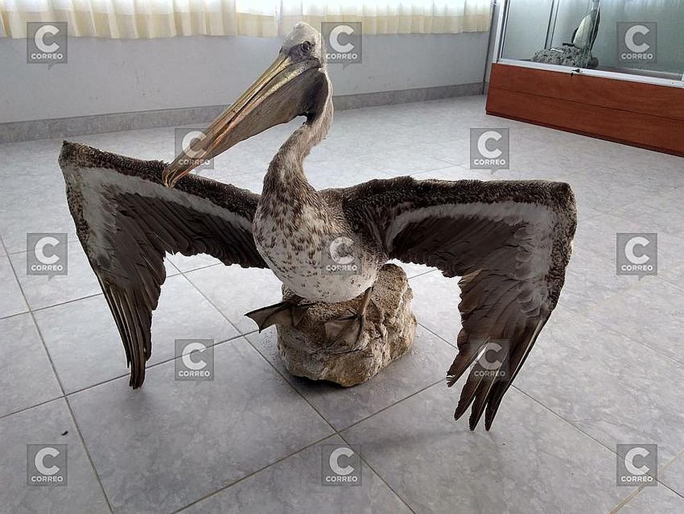 Puertas abiertas en laboratorio de Imarpe en Camaná(FOTOS)