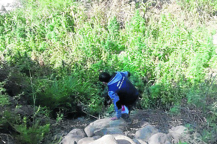 Policía de Chincha incinera más de 16 mil plantones de marihuana