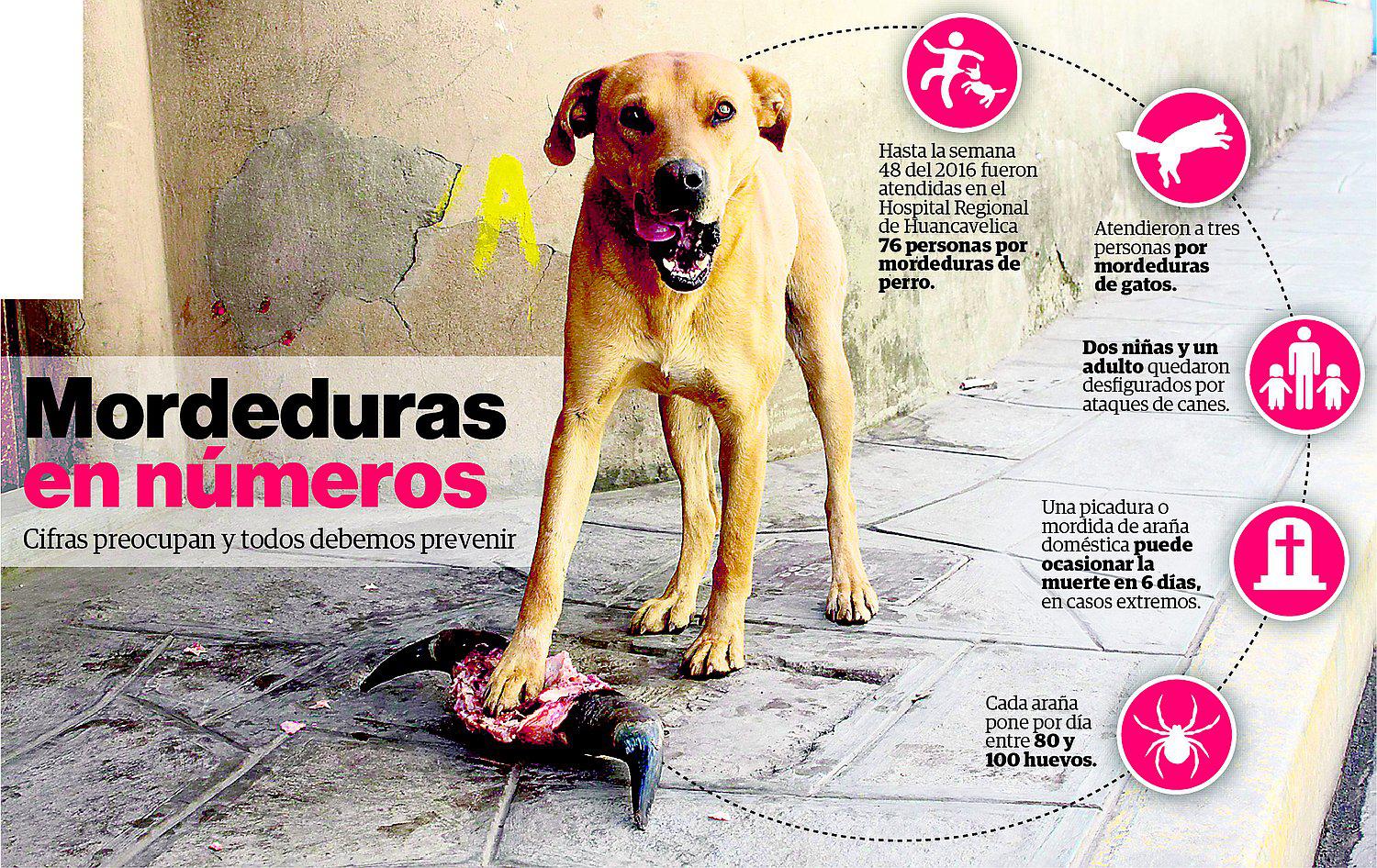 Ataques de animales pueden ocasionar  daños severos