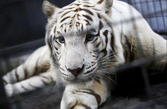 Tigre blanco ataca a cuidador y le provoca la muerte