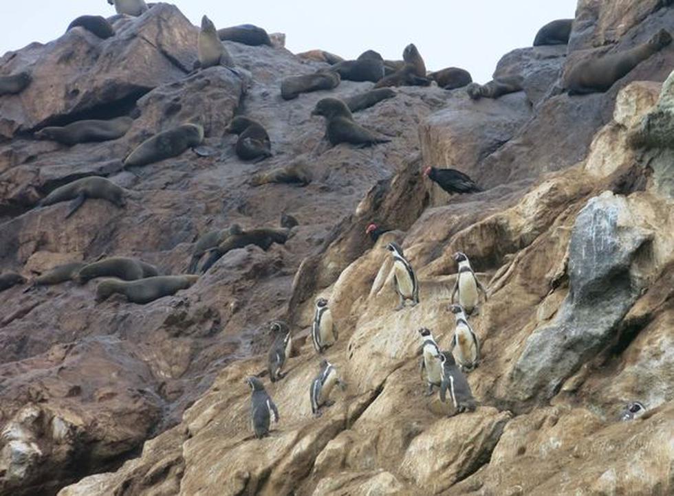 Especial: La riqueza de Punta de Coles