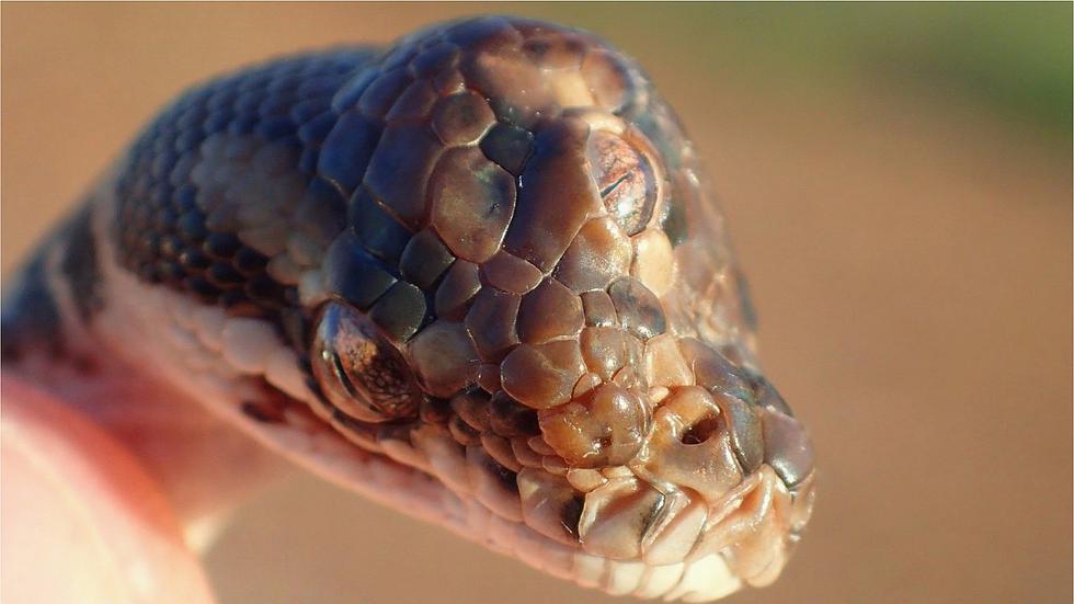 Australia: descubren extraña serpiente con tres ojos funcionales (FOTOS)