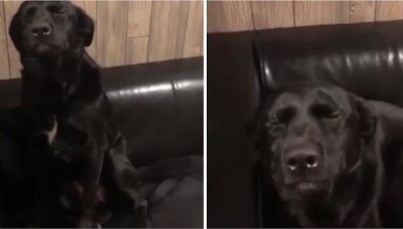 Perro hace travesura y cuando lo sorprenden finge que no está ahí (VIDEO)