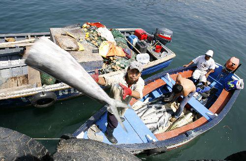 Pesca en Arequipa se redujo en 39.4%
