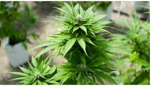 Marihuana: Gobierno anuncia proyecto ley para legalizar uso medicinal de cannabis