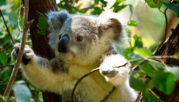 ¿Los koalas están funcionalmente extintos?