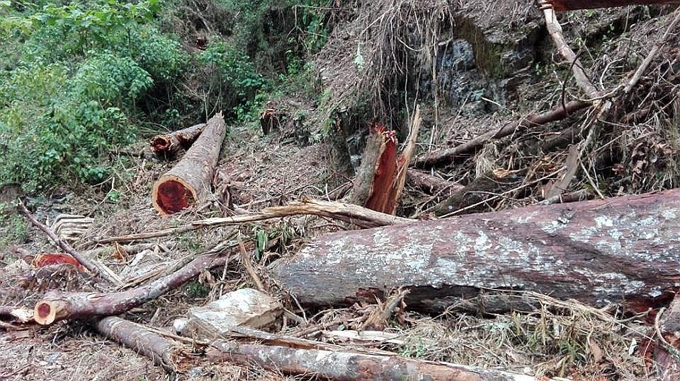 30 hectáreas de bosque se pierden en una hora en el Vraem
