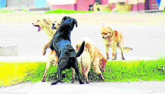 Pisco busca reducir la población de perros callejeros