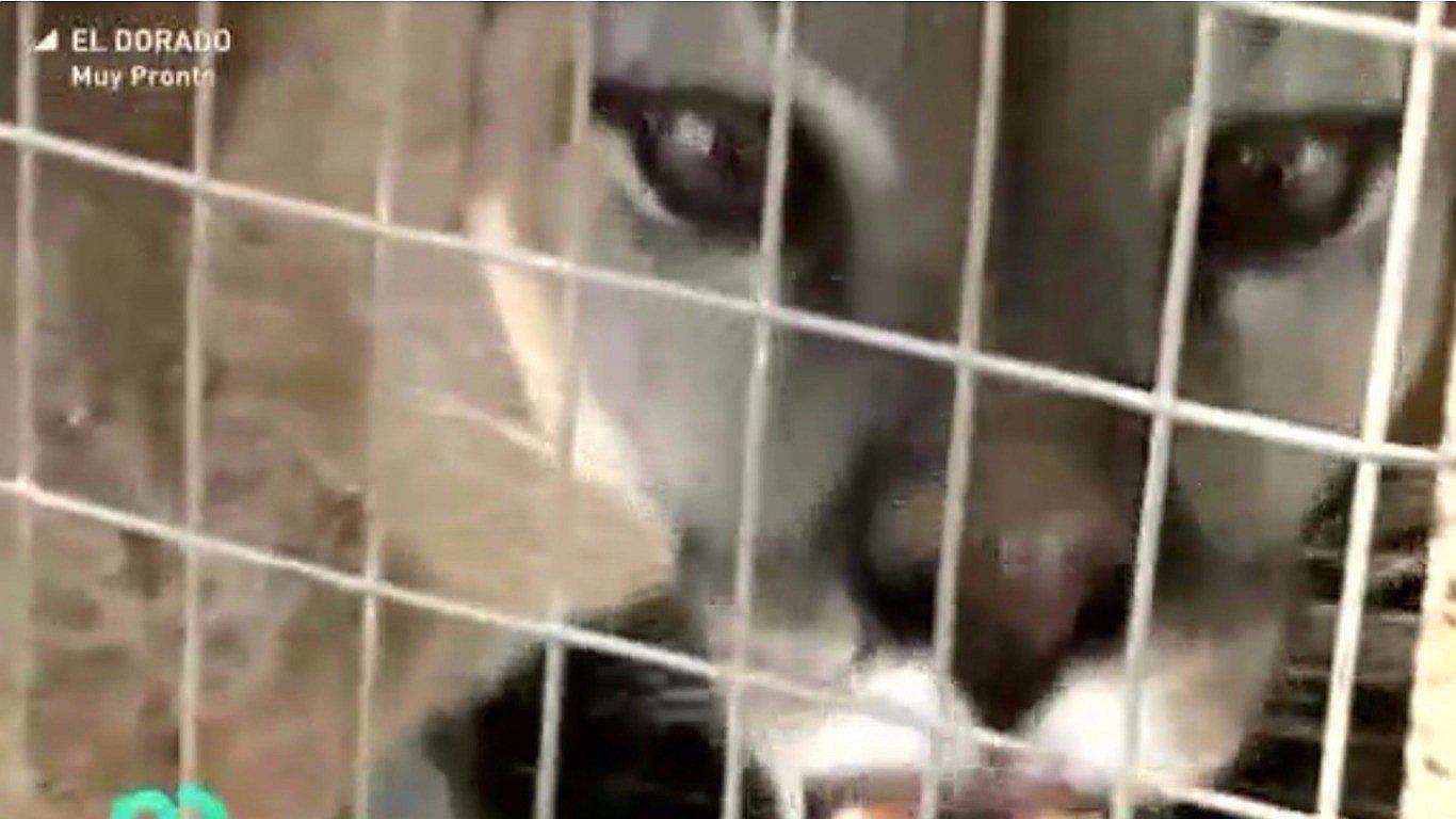 Tumbes: inspectores de aduanas encuentran a un Puma como encomienda en un bus