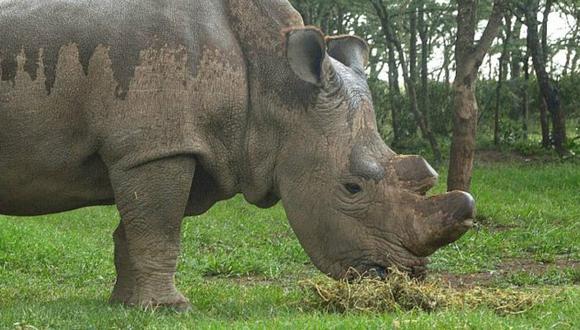 Solo queda un rinoceronte blanco macho en el mundo (FOTOS)