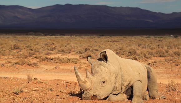 Cazadores furtivos mataron a 1.215 rinocerontes en Sudáfrica en 2014