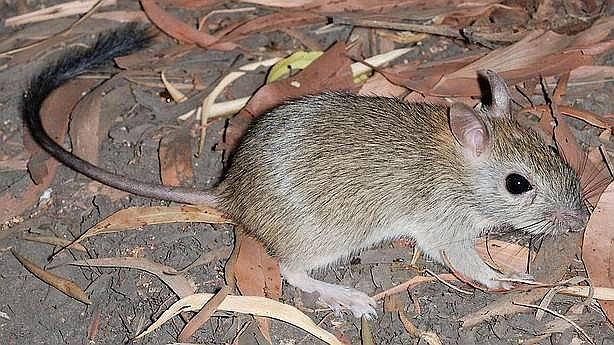 Cambio climático ocasiona la desaparición de la primera especie de mamífero